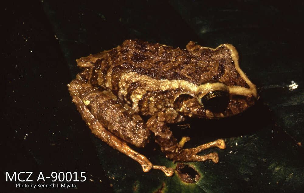 Imagem de Pristimantis latidiscus (Boulenger 1898)