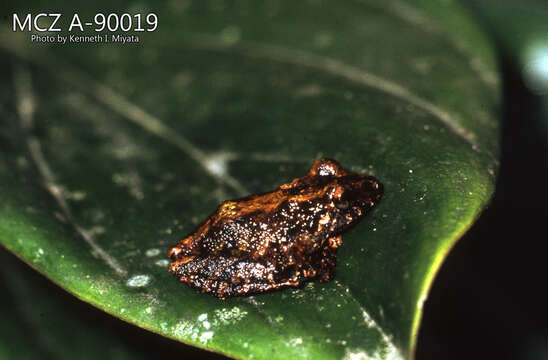 Imagem de Pristimantis diadematus (Jiménez de la Espada 1875)