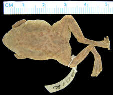 Image of pipid frogs