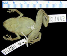 Image of Black Mountain Boulder Frog