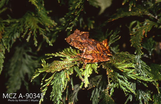 Image of Ecuador Horned Treefrog