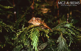Image of Ecuador Horned Treefrog