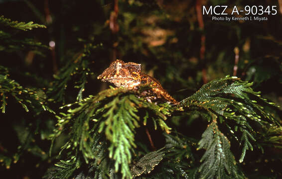 Image of Ecuador Horned Treefrog