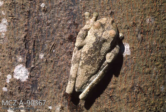 Sivun Boana rosenbergi (Boulenger 1898) kuva