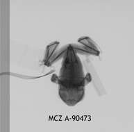 Image de Leptopelis argenteus (Pfeffer 1893)