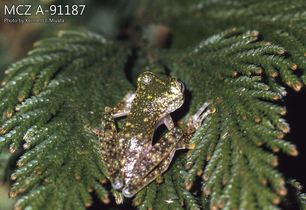 Image of María’s Glassfrog