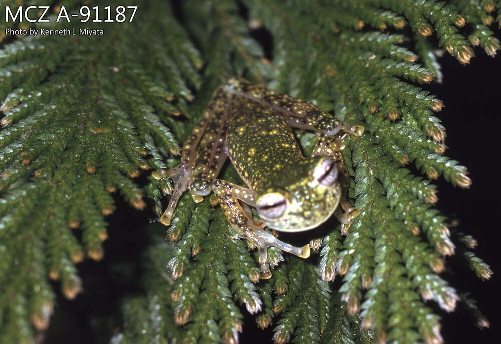 Image of María’s Glassfrog