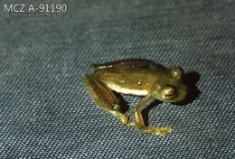 Image of emerald glass frog