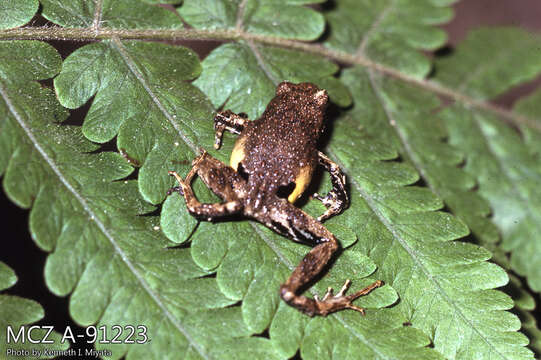 Image of Peters’ Dwarf Frog