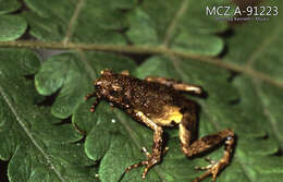 Image of Peters’ Dwarf Frog