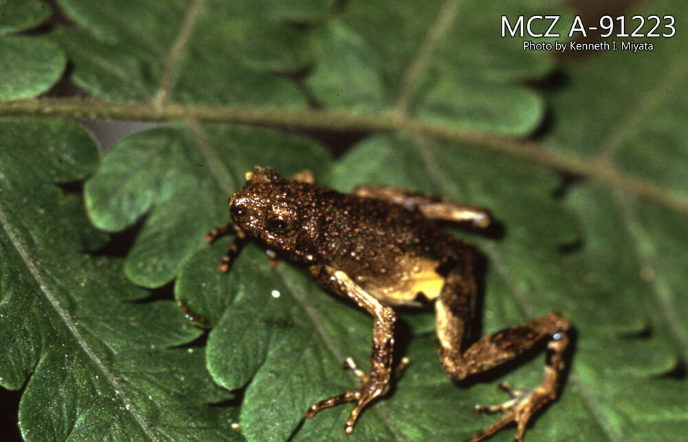 Image of Peters’ Dwarf Frog