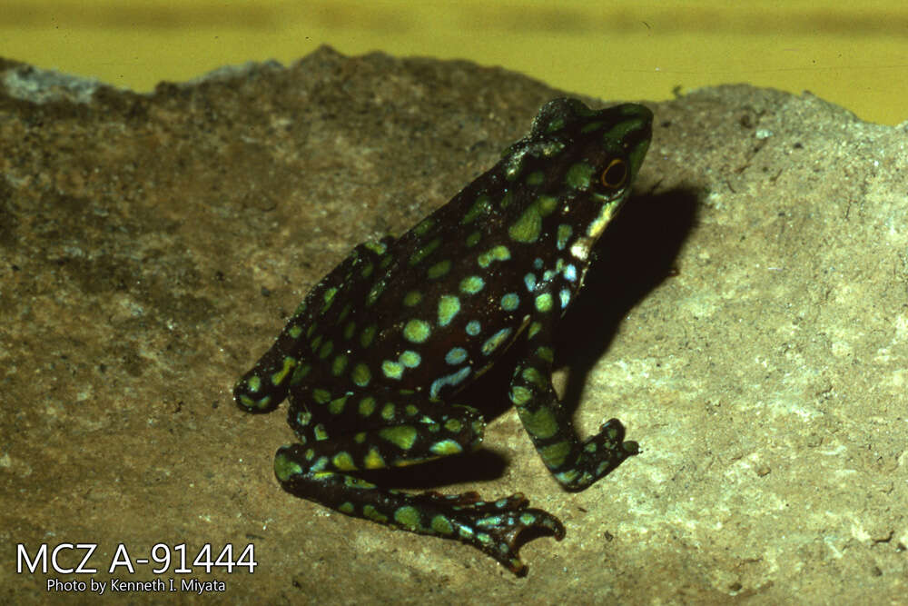 Image of Faisanes stubfoot toad