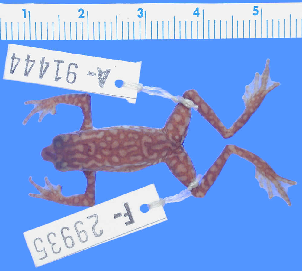 Image of Faisanes stubfoot toad