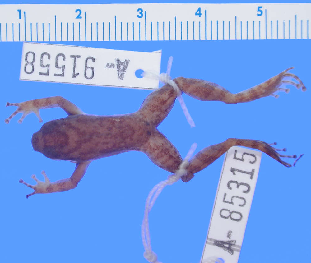 Image of Hyloxalus maculosus (Rivero 1991)
