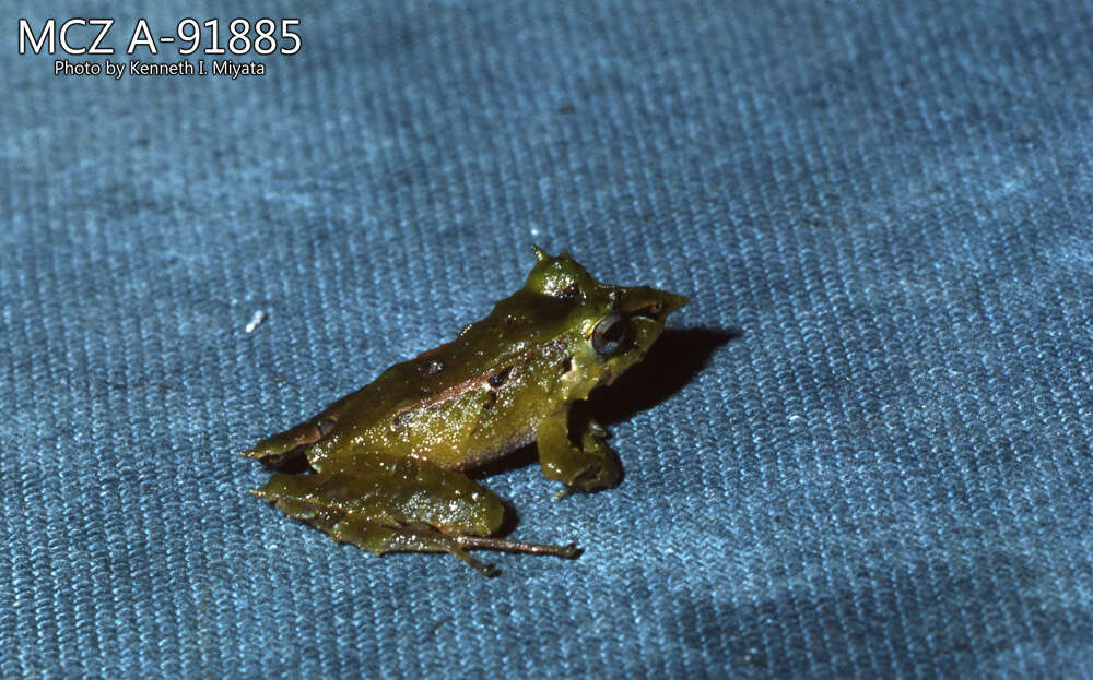 Imagem de Pristimantis appendiculatus (Werner 1894)