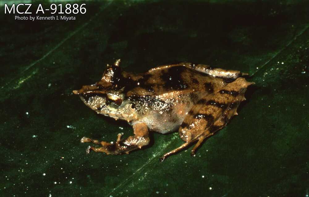 Imagem de Pristimantis appendiculatus (Werner 1894)