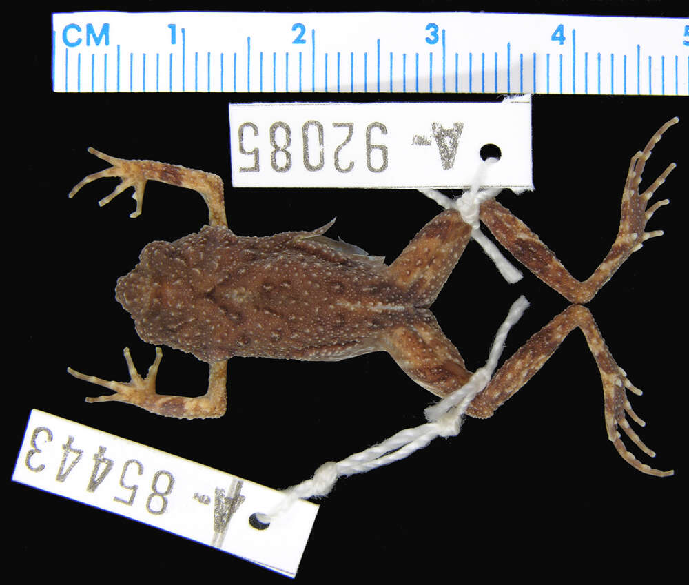 Image of Engystomops coloradorum (Cannatella & Duellman 1984)