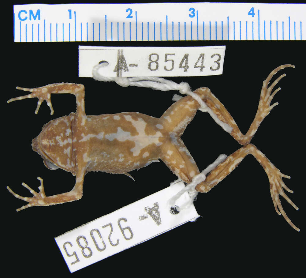 Image of Engystomops coloradorum (Cannatella & Duellman 1984)