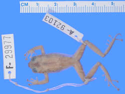 Image of Chiriboga robber frog