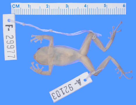 Image of Chiriboga robber frog