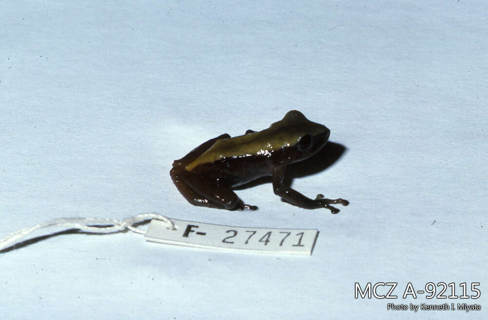 Image of Pristimantis lividus (Lynch & Duellman 1980)