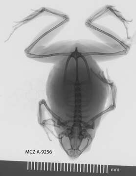 Image de Engystomops pustulosus (Cope 1864)