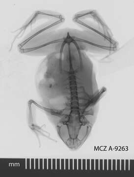 Image de Engystomops pustulosus (Cope 1864)