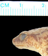 Image of Copiula guttata (Zweifel 2000)