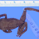 صورة Craugastor batrachylus (Taylor 1940)