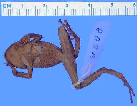 Image of Tamaulipan Arboreal Robber Frog