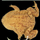 Image of Nosy Be burrowing frog