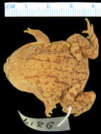 Image of Nosy Be burrowing frog