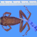 Слика од Eleutherodactylus auriculatoides Noble 1923