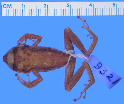 Imagem de Eleutherodactylus auriculatoides Noble 1923