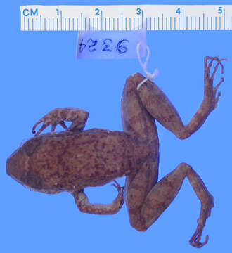 Image of Eleutherodactylus schmidti Noble 1923