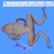 Image of Eleutherodactylus schmidti Noble 1923