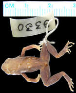 Image of Betsileo Golden Frog