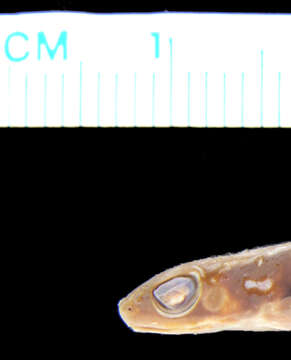 Image of Betsileo Golden Frog