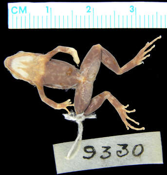 Image of Betsileo Golden Frog