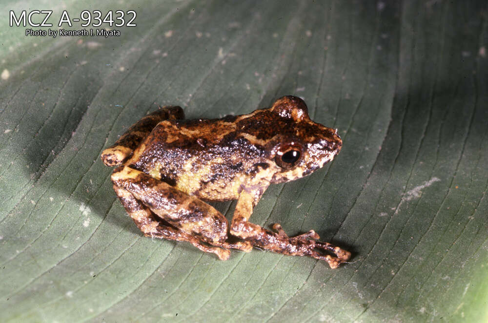 Image of Pristimantis w-nigrum (Boettger 1892)