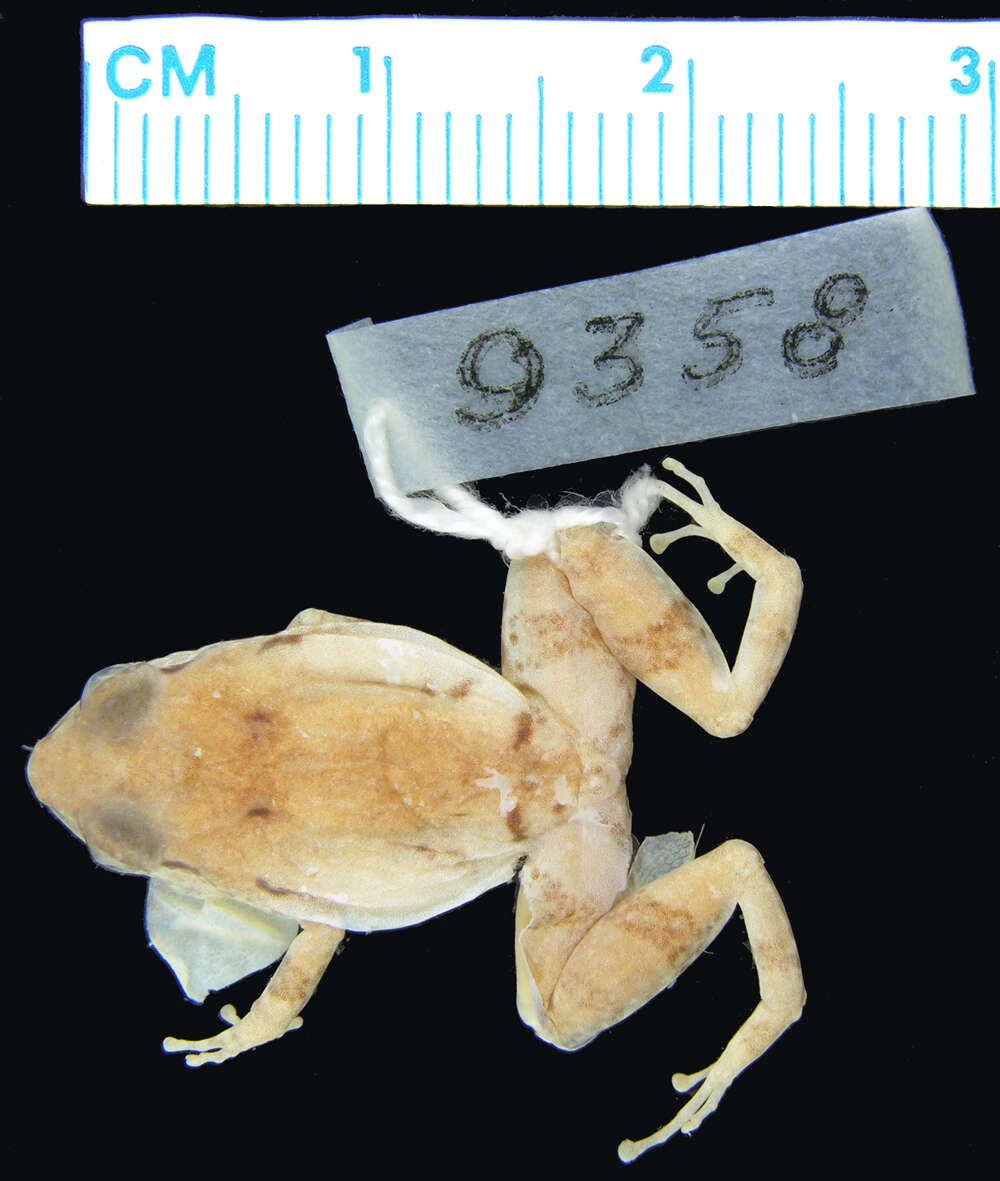 صورة Eleutherodactylus wightmanae Schmidt 1920