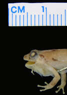 صورة Eleutherodactylus wightmanae Schmidt 1920