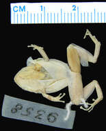 صورة Eleutherodactylus wightmanae Schmidt 1920