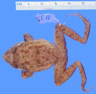 Image of Ruth's robber frog