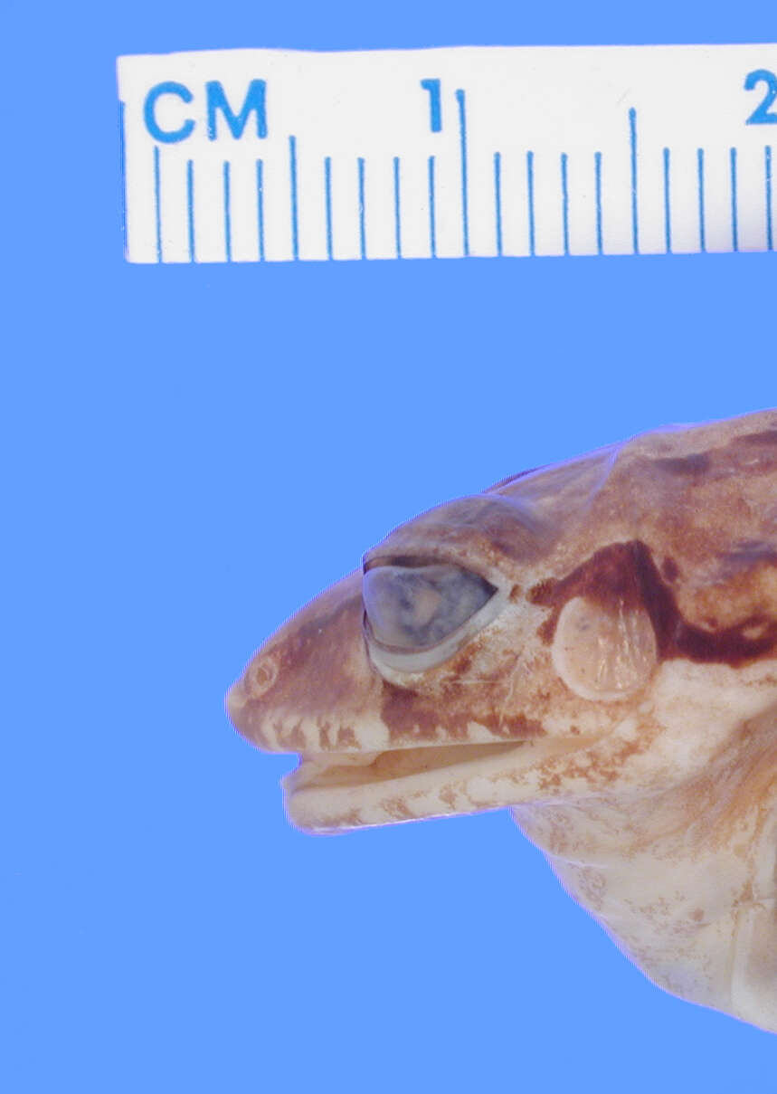 Image of Ruth's robber frog