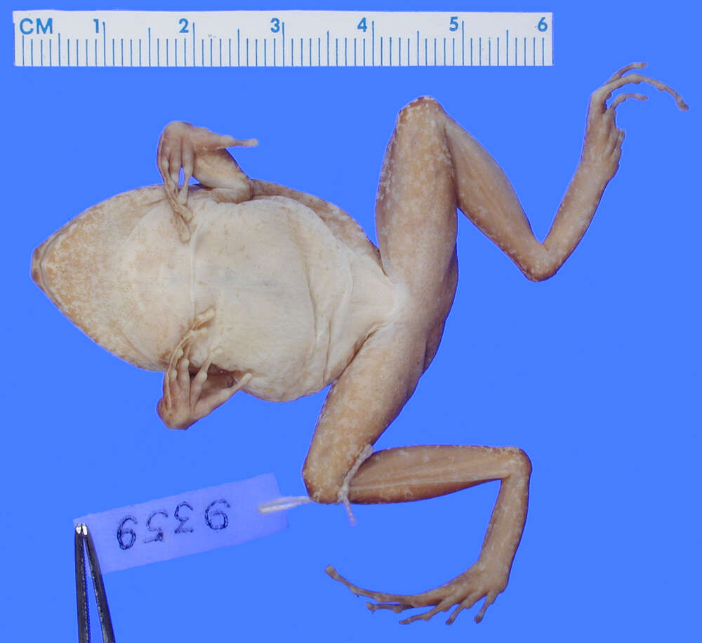 Image of Ruth's robber frog