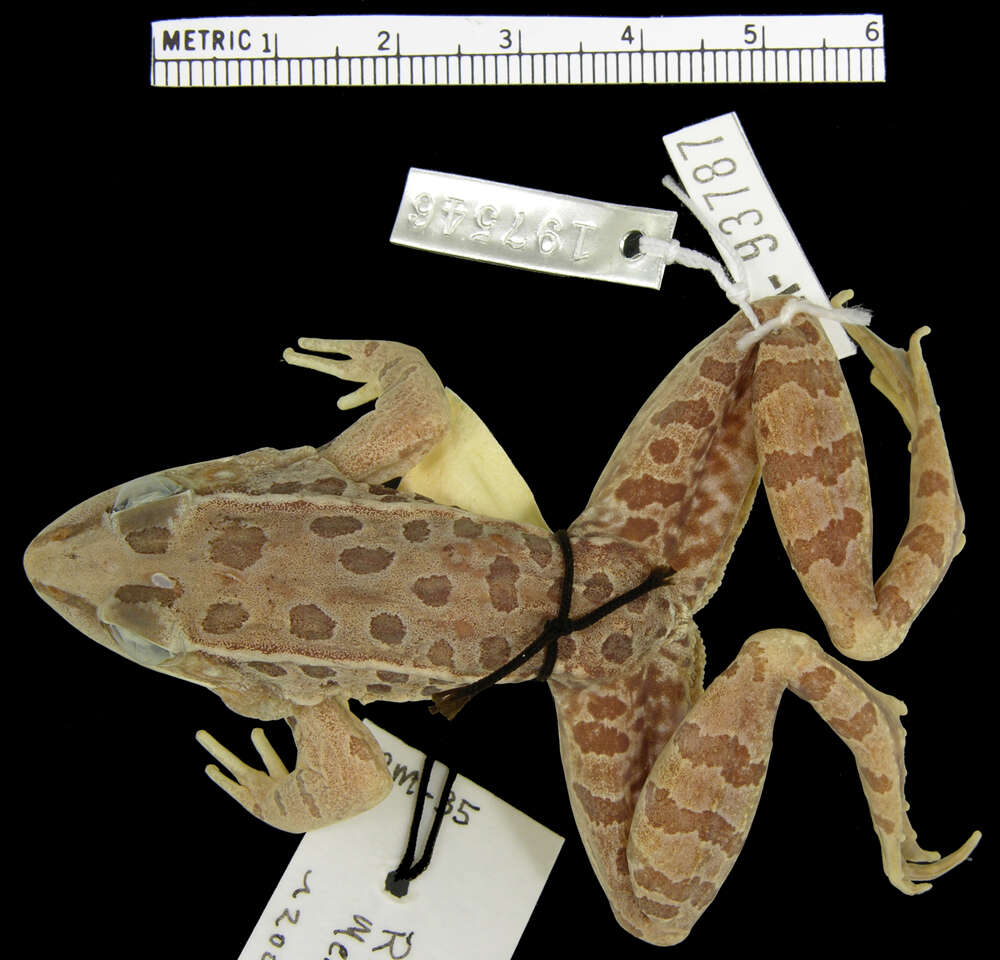 Image of Lithobates magnaocularis (Frost & Bagnara 1974)