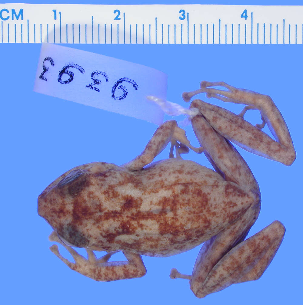 Imagem de Eleutherodactylus flavescens Noble 1923