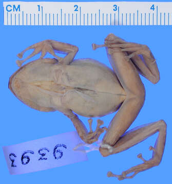 Imagem de Eleutherodactylus flavescens Noble 1923