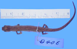 Image of La Loma Salamander